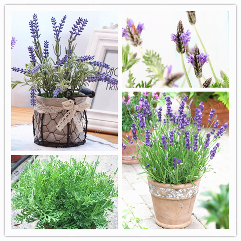 French Lavender Seeds (100 Seeds) - Image 4