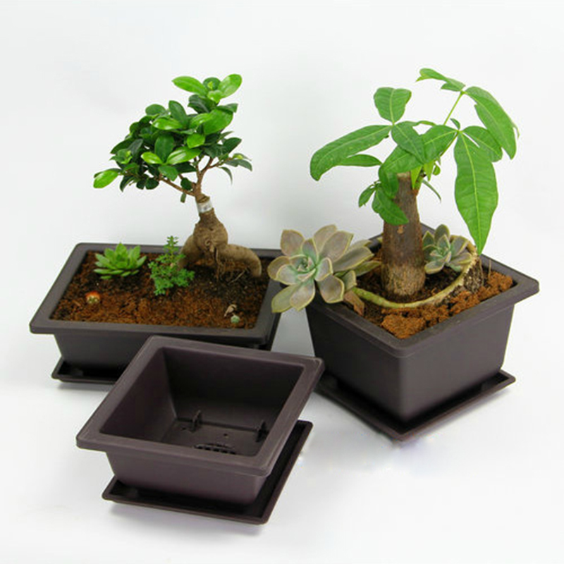Bonsai Pot Plastic Plant Box - Image 6