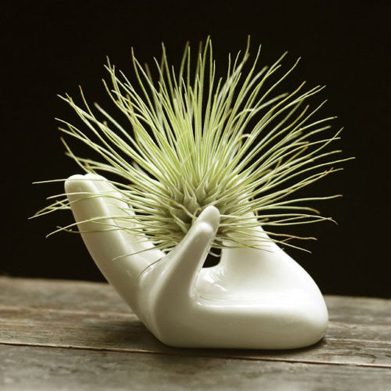 Air Plant Holder Ceramic Holder - Image 3