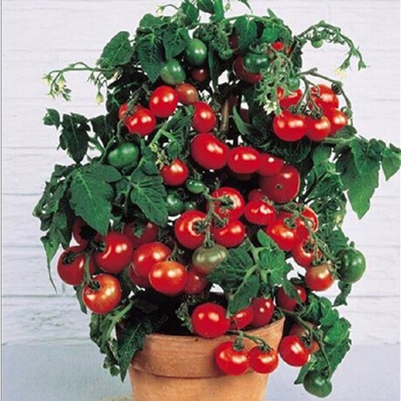 Bonsai Cherry Tomato Seeds (100 Seeds) - Image 6