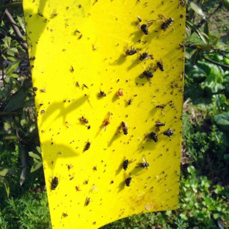 Ant Killer Sticky Board - Image 5