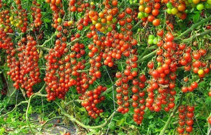 Bonsai Cherry Tomato Seeds (100 Seeds) - Image 3