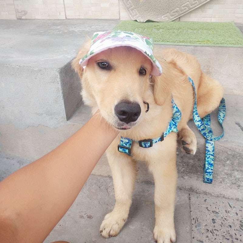 Dog Baseball Cap Adjustable Pet Hat - Image 4