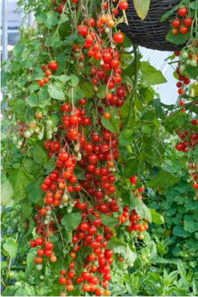 Bonsai Cherry Tomato Seeds (100 Seeds) - Image 2