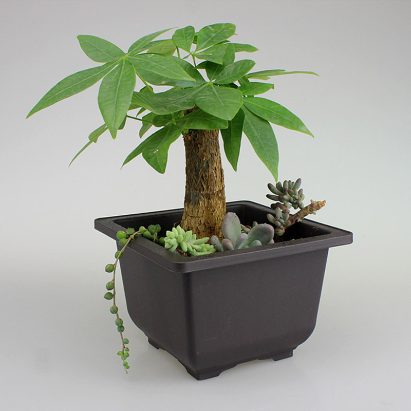 Bonsai Pot Plastic Plant Box - Image 5