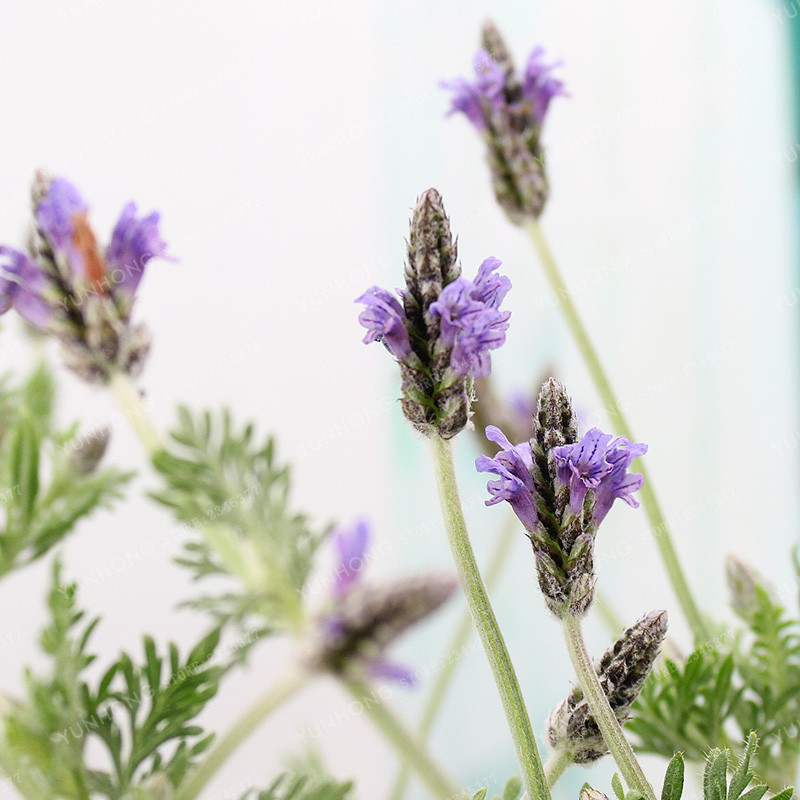 French Lavender Seeds (100 Seeds)