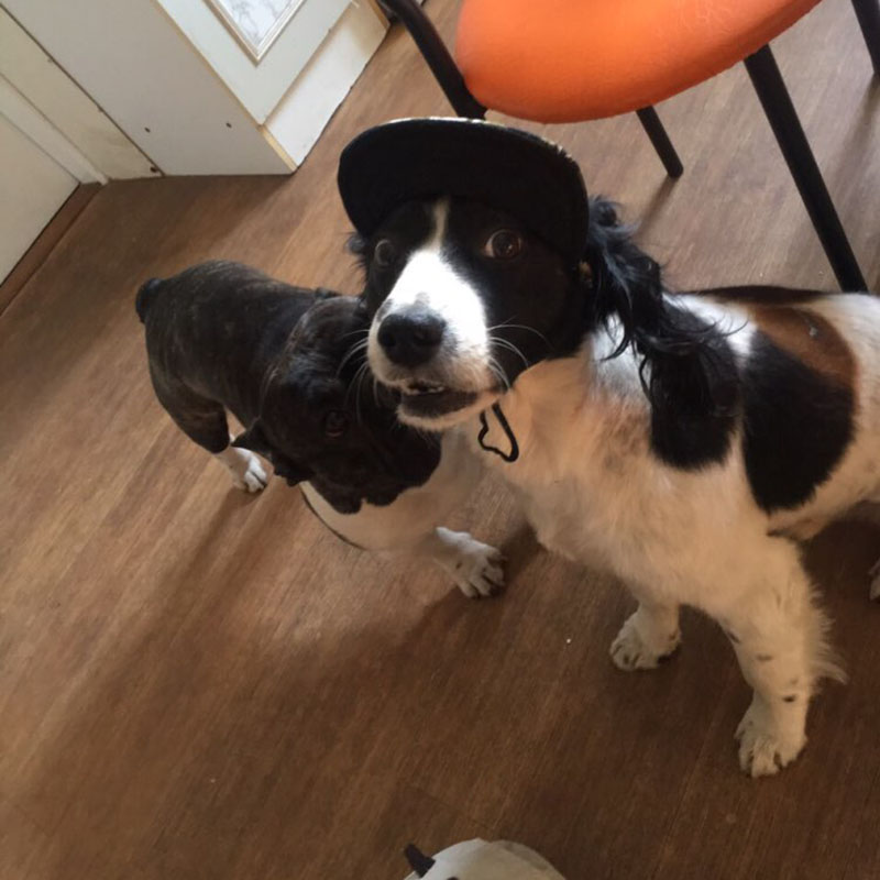 Dog Baseball Cap Adjustable Pet Hat - Image 2