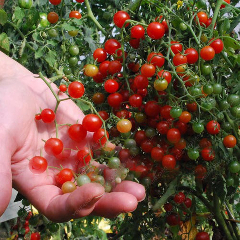 Bonsai Cherry Tomato Seeds (100 Seeds) - Image 4