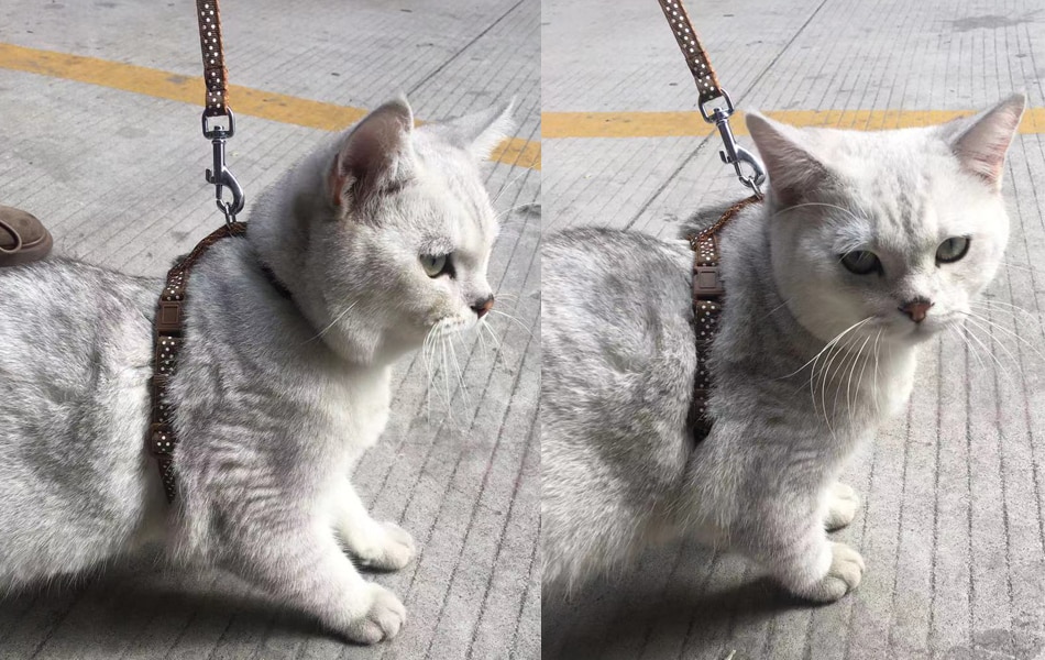 Cat Harness And Leash Set - Image 5