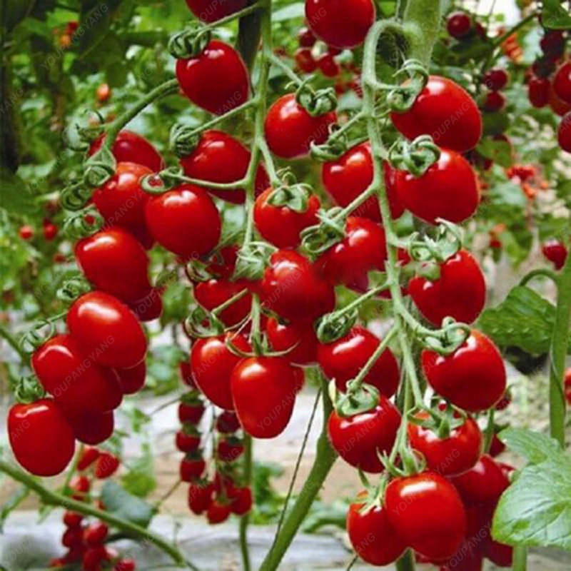 Bonsai Cherry Tomato Seeds (100 Seeds) - Image 5